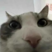 Doog