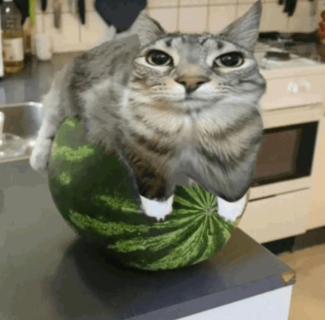 Melon Cat